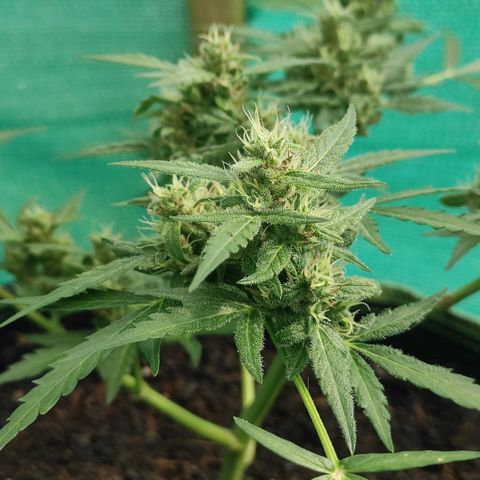 Blue Forest Berry growlog timeline photo