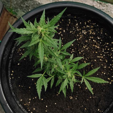 Monkey Glue growlog timeline photo