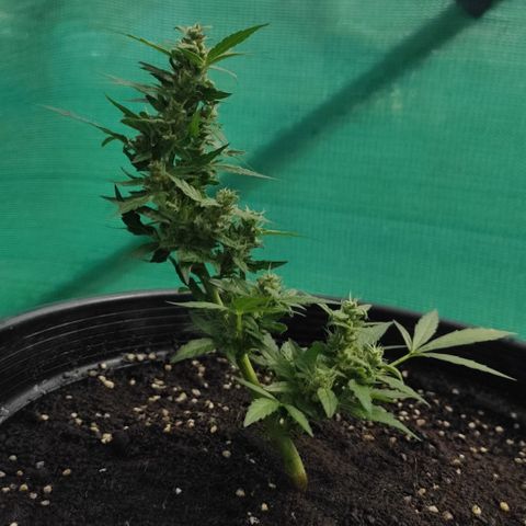 Monkey Glue growlog timeline photo