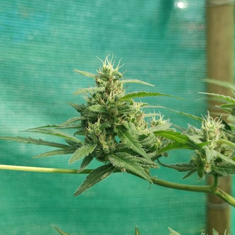 Blue Forest Berry growlog timeline photo