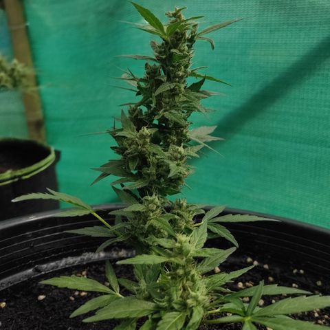 Monkey Glue growlog timeline photo