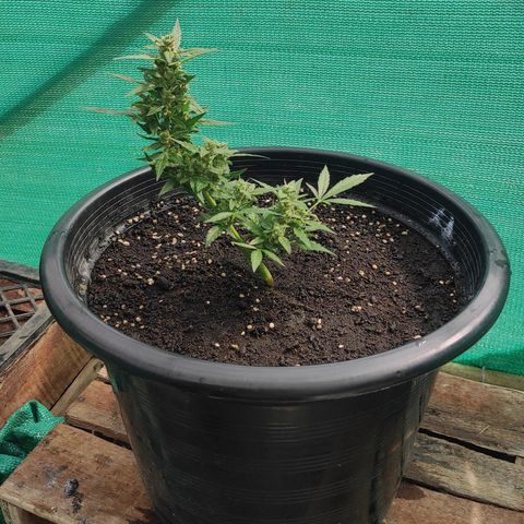 Monkey Glue growlog timeline photo