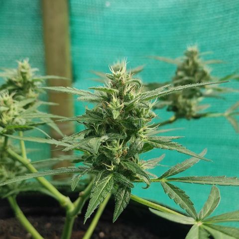 Blue Forest Berry growlog timeline photo