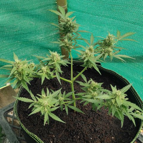 Blue Forest Berry growlog timeline photo