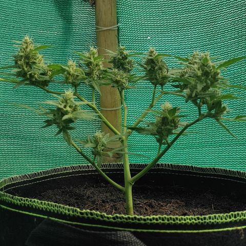 Blue Forest Berry growlog timeline photo