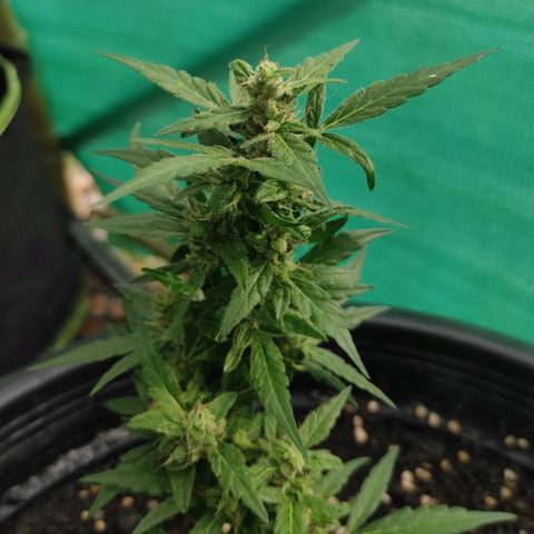 Monkey Glue growlog timeline photo