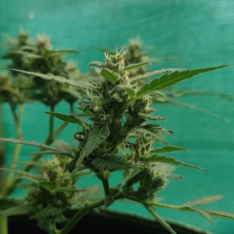 Blue Forest Berry growlog timeline photo