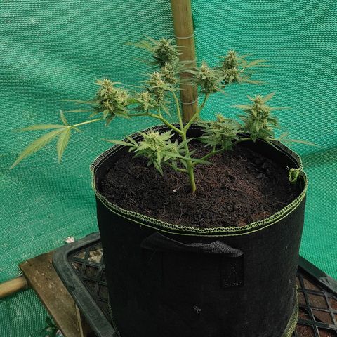 Blue Forest Berry growlog timeline photo