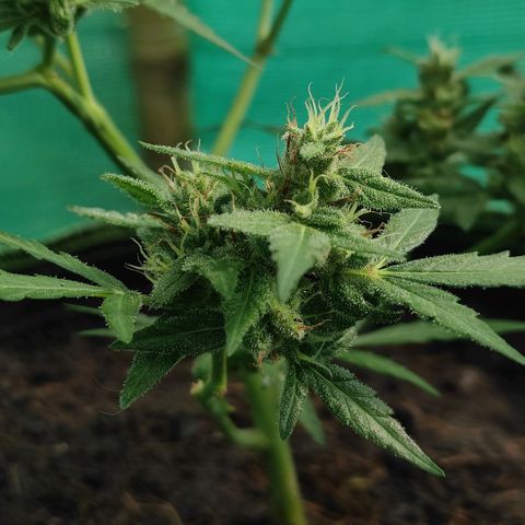 Blue Forest Berry growlog timeline photo