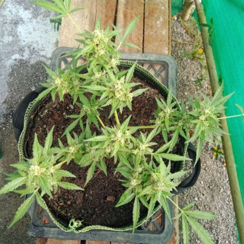 Blue Forest Berry growlog timeline photo