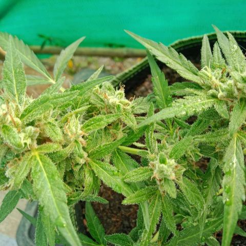 Blue Forest Berry growlog timeline photo
