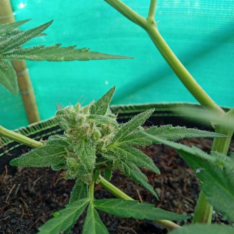 Blue Forest Berry growlog timeline photo