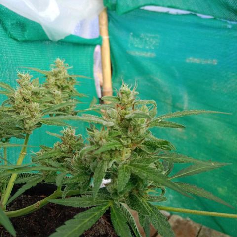 Blue Forest Berry growlog timeline photo