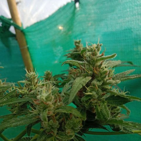 Blue Forest Berry growlog timeline photo