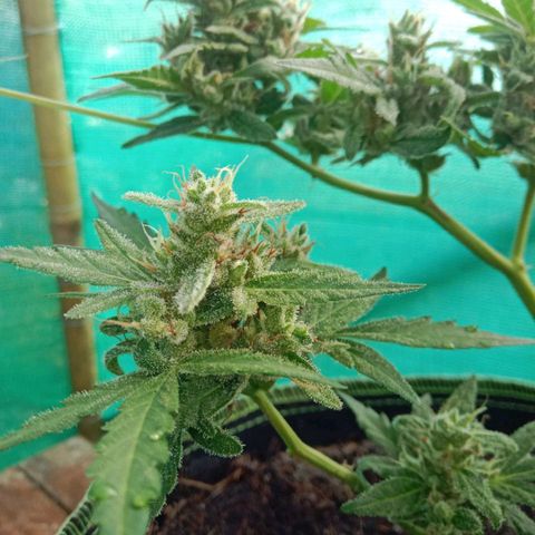 Blue Forest Berry growlog timeline photo