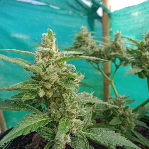 Blue Forest Berry growlog timeline photo