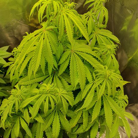 Amnesia Haze growlog timeline photo