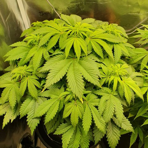 Northern Lights growlog timeline photo