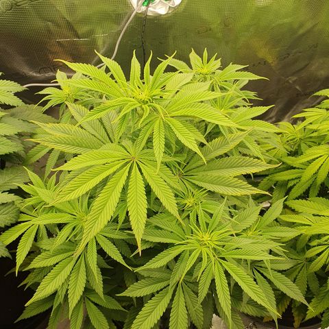White Widow growlog timeline photo