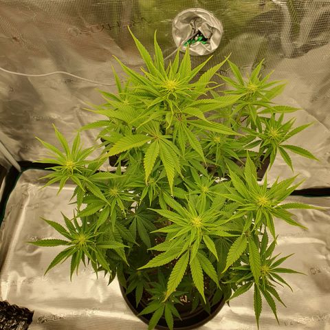 White Widow growlog timeline photo