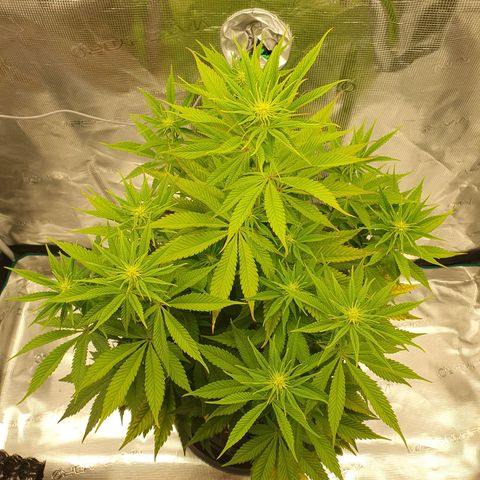 White Widow growlog timeline photo