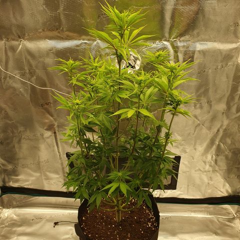 White Widow growlog timeline photo