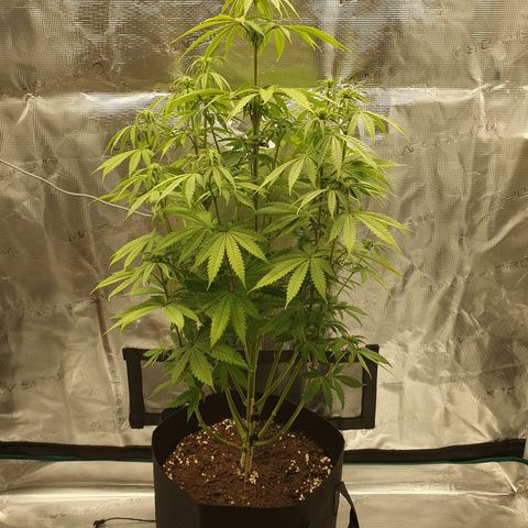 Amnesia Haze growlog timeline photo