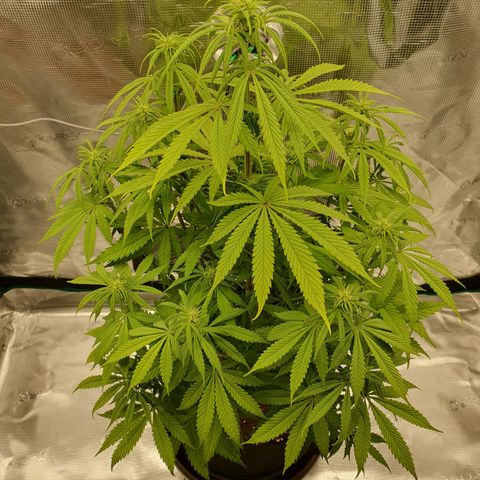 Amnesia Haze growlog timeline photo