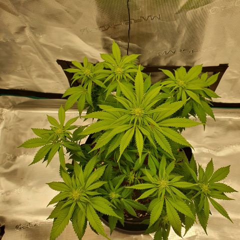 Northern Lights growlog timeline photo