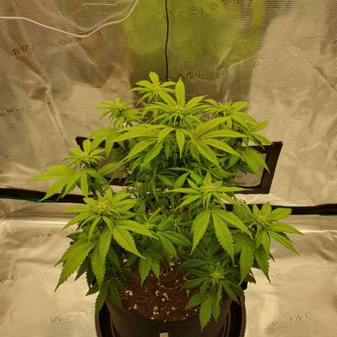 Northern Lights growlog timeline photo