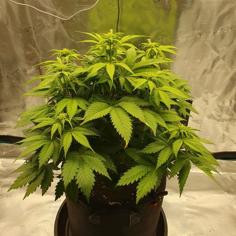 Northern Lights growlog timeline photo