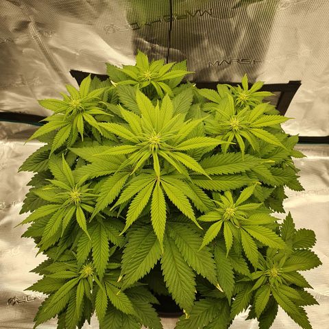 Northern Lights growlog timeline photo