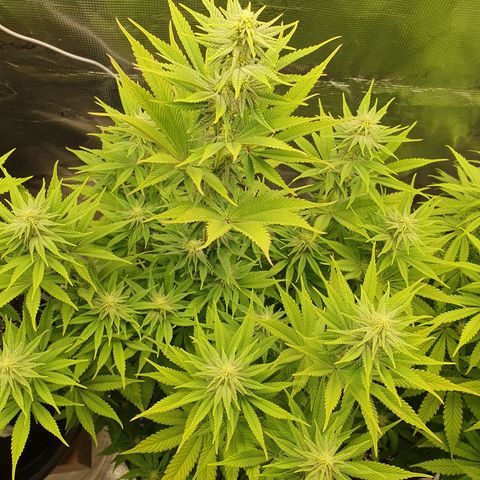 White Widow growlog timeline photo