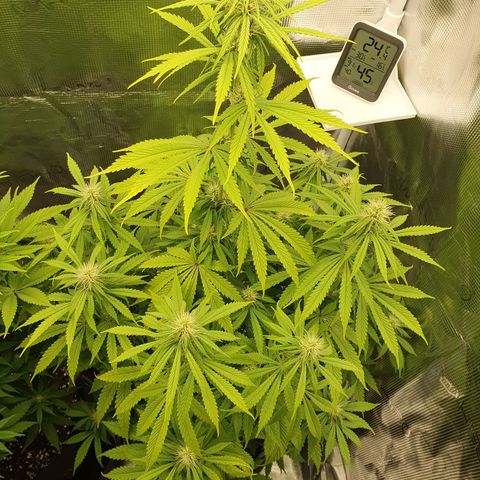 Amnesia Haze growlog timeline photo