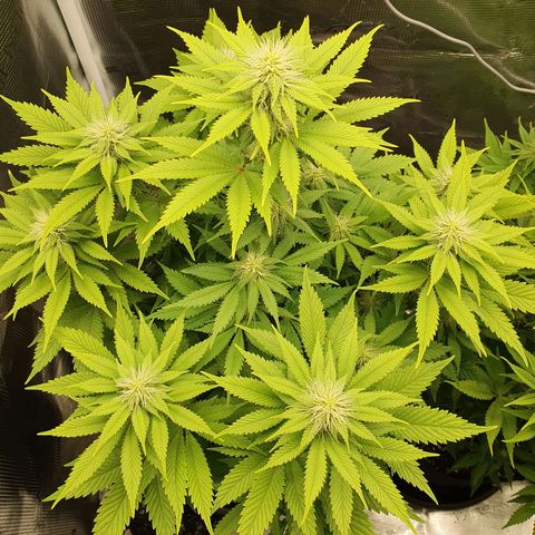 Northern Lights growlog timeline photo