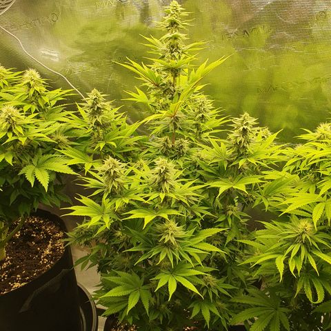 White Widow growlog timeline photo