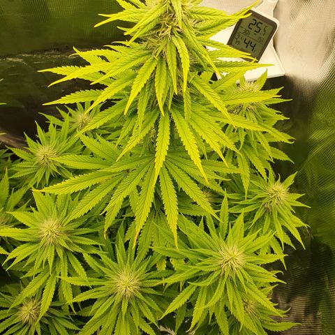 Amnesia Haze growlog timeline photo