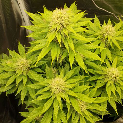 Northern Lights growlog timeline photo