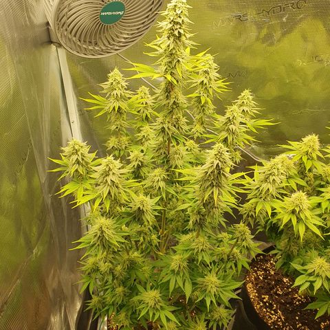 White Widow growlog timeline photo