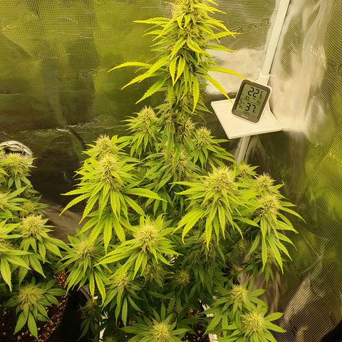Amnesia Haze growlog timeline photo