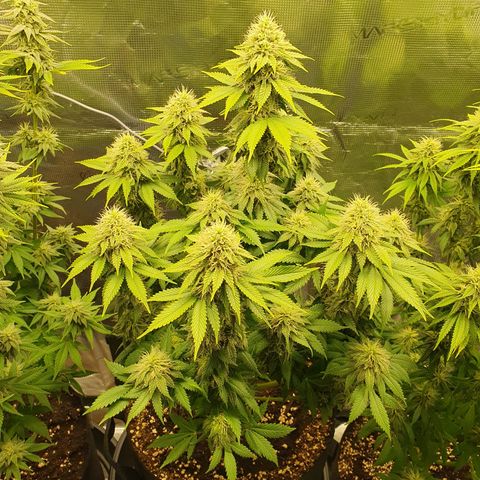 Northern Lights growlog timeline photo