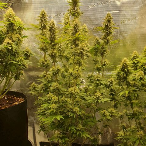 White Widow growlog timeline photo