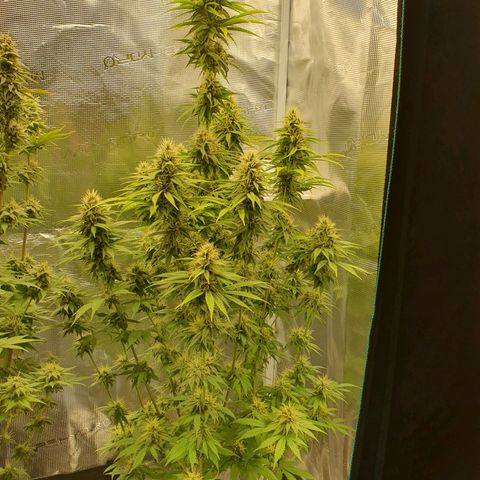 Amnesia Haze growlog timeline photo