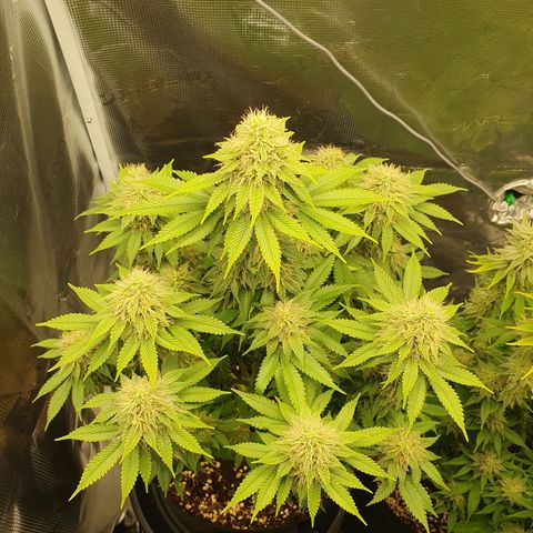 Northern Lights growlog timeline photo
