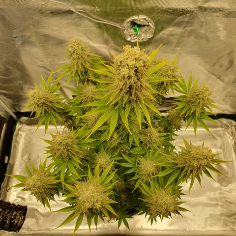 White Widow growlog timeline photo