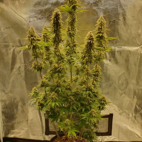White Widow growlog timeline photo