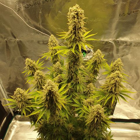 White Widow growlog timeline photo