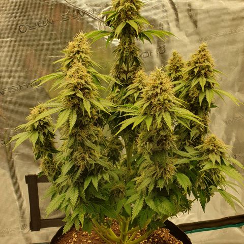 Northern Lights growlog timeline photo