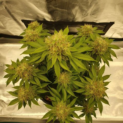 Northern Lights growlog timeline photo