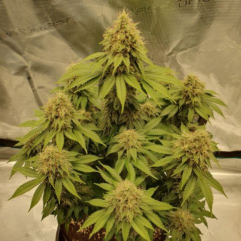 Northern Lights growlog timeline photo